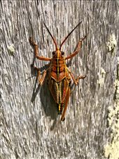 by margitpirsch, Views[149]