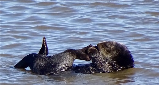Moss Landing Otters - this is what they do...