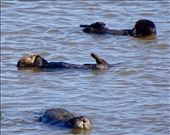 Otters in Moss Landing: by margitpirsch, Views[350]