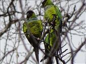 Parrots at Sycamore Cove.: by margitpirsch, Views[353]