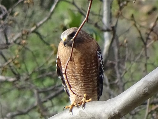 Red Shoulder Hawk and Sycamore Cove.