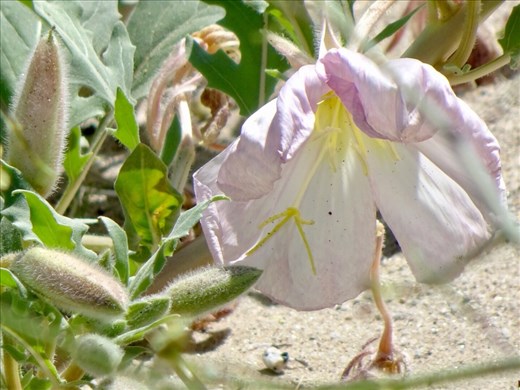 ...beautiful flowers in the desert.