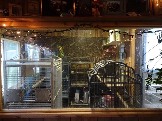 They even had parrots! 