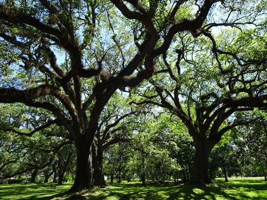 Oak tress, like you have never seen...