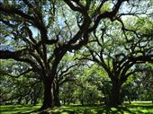 Oak tress, like you have never seen...: by margitpirsch, Views[162]