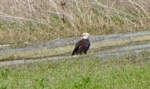 We got to see several Bold Eagles at the spill way.