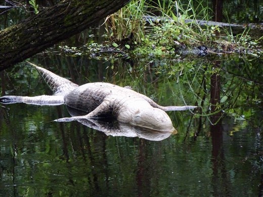 Even Alligators drown...