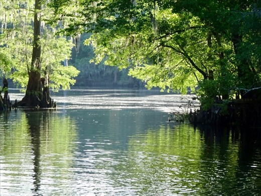 Fanning springs, where the Manatees hang out too.