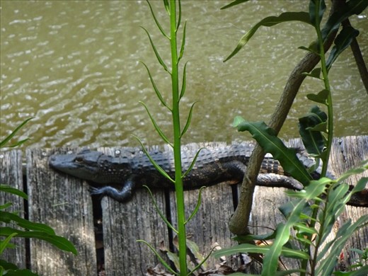 Finally a live alligator!