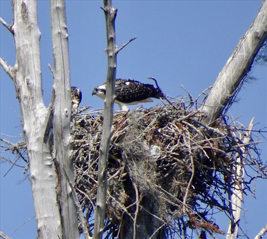 Ospreys nesting everywhere around here.
