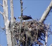 Ospreys nesting everywhere around here.: by margitpirsch, Views[163]