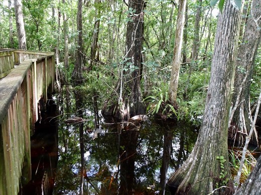 More of the Everglades.