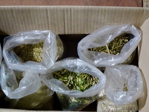 Yerba in all it’s different stages.