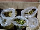 Yerba in all it’s different stages.: by margitpirsch, Views[235]