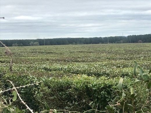 Fields of Yerba Mate Tea!