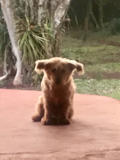 Fluffy at one of our better campsites.