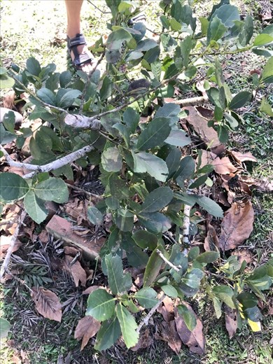 The Yerba plant - doesn’t even smell like the real tea.