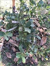The Yerba plant - doesn’t even smell like the real tea.: by margitpirsch, Views[675]