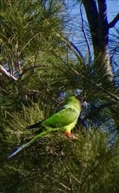 Yes, parrots!: by margitpirsch, Views[386]