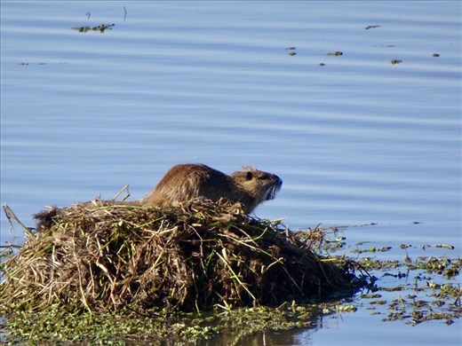 This rodents are called Nutria and they sell their meat on the side of the road.