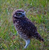 Getting peeked at....: by margitpirsch, Views[266]