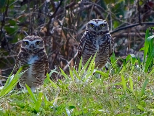 ...by these fine feathered friends.