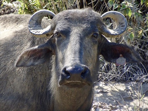 Water buffaloes on the side of the road.