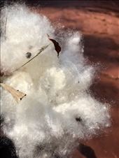 There must be cotton trees around here...: by margitpirsch, Views[342]