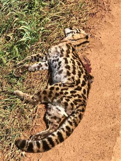 Baby jaguar..killed by a truck/car.