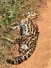 Baby jaguar..killed by a truck/car.: by margitpirsch, Views[208]