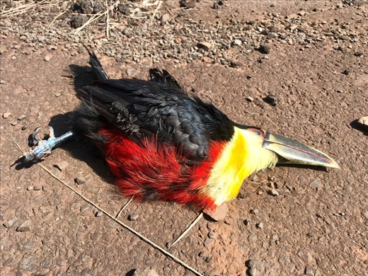 Toucan bird......proof they exist.....so sorry it’s not alive!