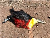 Toucan bird......proof they exist.....so sorry it’s not alive!: by margitpirsch, Views[373]