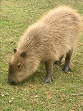 Capybara, the largest living rodent in the world! https://en.m.wikipedia.org/wiki/Capybara?wprov=sfti1: by margitpirsch, Views[203]
