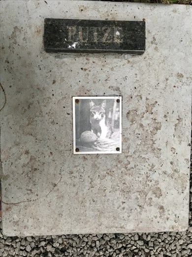 Cat cemetery - when the last member of the Blumenau family died, all her cats were euthanized and buried here. 