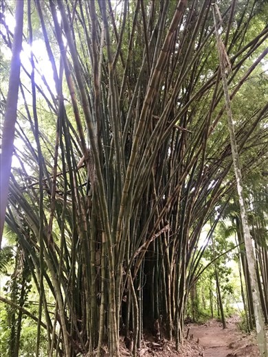 Biggest bamboo I have seen in my life!
