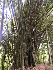 Biggest bamboo I have seen in my life!: by margitpirsch, Views[103]