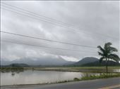 Rice fields forever.....on our way to Joinville.: by margitpirsch, Views[101]