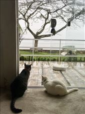 We scored with this WS place at Renato's in Vila da Gloria.: by margitpirsch, Views[98]