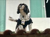 This dog in town has an authority! : by margitpirsch, Views[138]