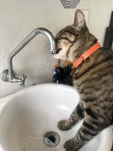 Vini the cat knows what's good for him!