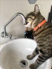 Vini the cat knows what's good for him!: by margitpirsch, Views[82]