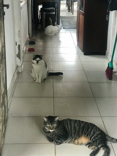  Vini, Kiria and Poli!!