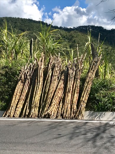 Sugar Cane for grabs!