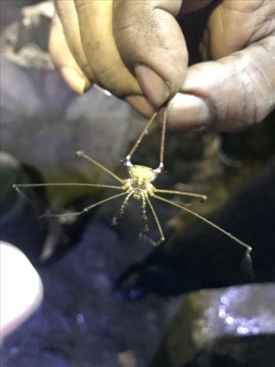 These spiders don´t need any eyes...cave spiders.