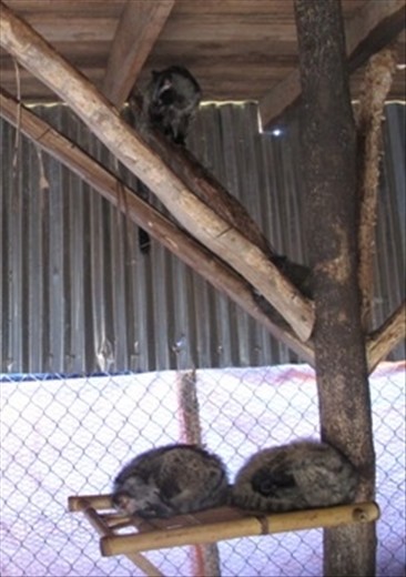 Civet cats which eat coffee