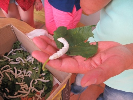 Dalat silk factory. 1. Silk worm