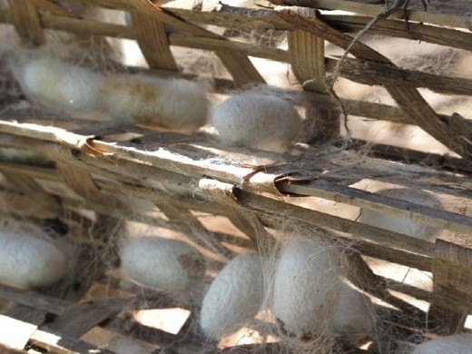 Dalat. 2) Silk worm cocoon