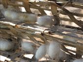 Dalat. 2) Silk worm cocoon: by margotforrest, Views[217]