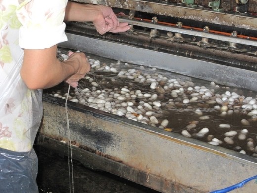Dalat 4) Gathering threads from the cocoon