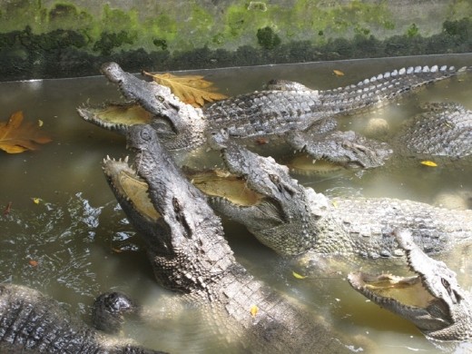 Only wildlife to be seen in Vietnam - caged and fed